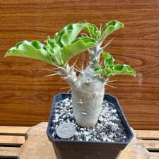 Pachypodium Saundersii