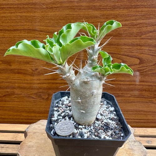 Pachypodium saundersii - pachypodium,