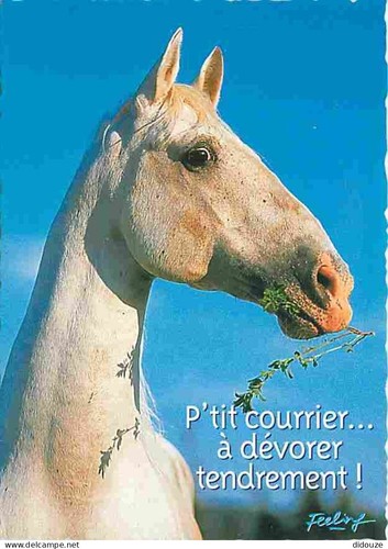 Postcard animals horses - -,