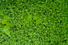 + 1500 lentilles d'eau plantes