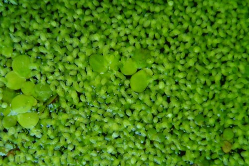 1500 lentilles eau - lentilles, d'eau