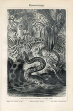 1895 ANACONDA GIANT SNAKE HUNT THE BIRD Antique Engraving Print G.Mutzel