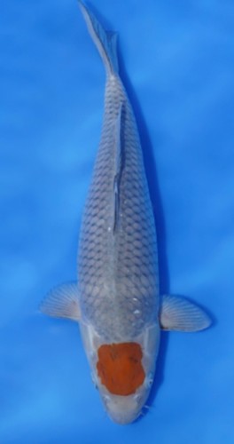 Koi live fish rare tancho - fish-rare,