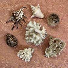 Lot Coraux Et Coquillages
