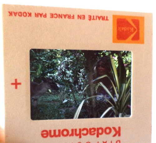 Diapositive agence - d'agence, (slide)