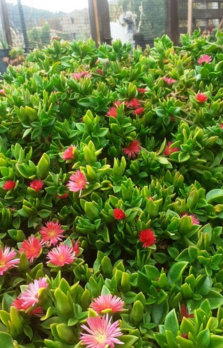 Lot plantes grasses 30 - plantes,
