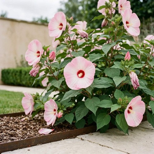 Graines hibiscus des - graines,