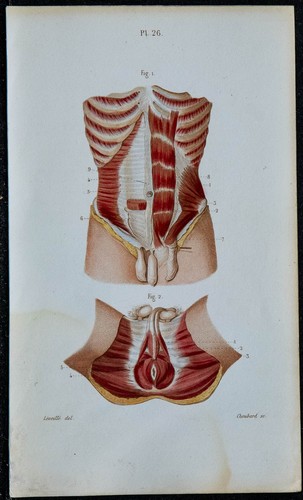1852 planche anatomie - 1852,