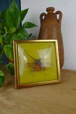 Domed Glass Frame with Naturalized Butterfly - "Acrocinus longimanus" from Peru
