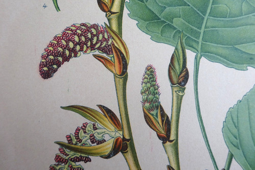 Fleur botanique planche - fleur,