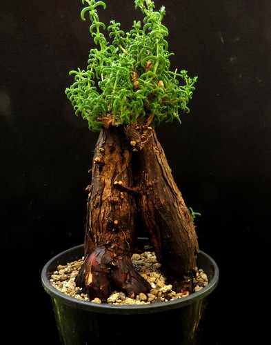 Mestoklema elatum euphorbia - elatum,