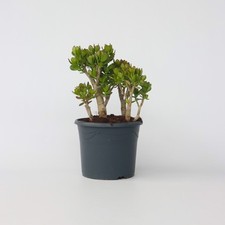 Arbre de jade - Crassula ovata