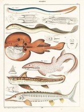 Lithographie De Poissons Raie Esturgeon Oken 1830