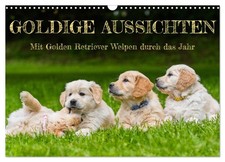 Des perspectives en or - Avec les chiots Golden Retriever tout au long de l'anné