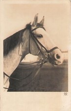 CARTE PHOTO TETE CHEVAL BLANC - 7494