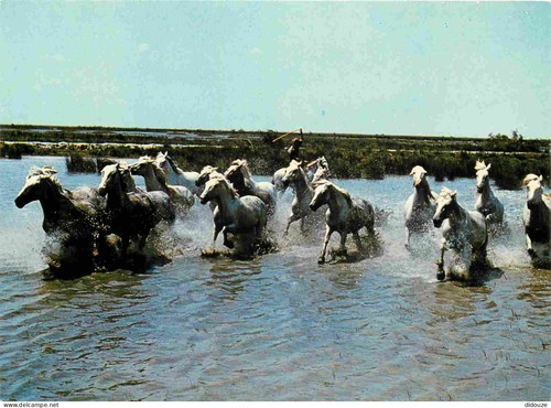 Carte postale animaux - postale,