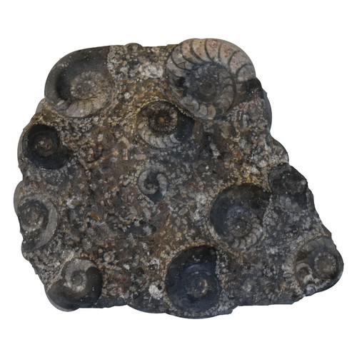 Pierre ammonites - pierre, d'ammonites