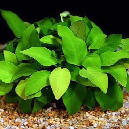 Nouveau anubia nana - nana, plante