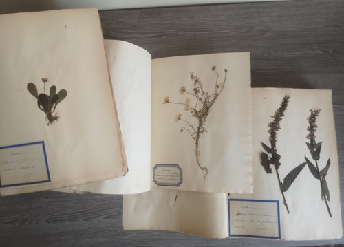 Herbier 1911 1915 ile de - ile,