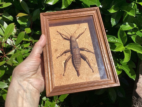 Insecte naturalisé phasme - naturalisé,