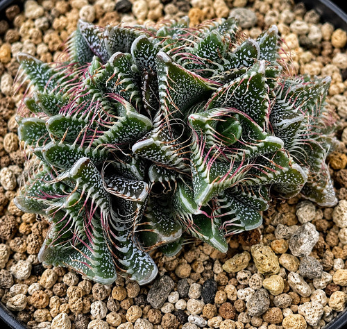 Faucaria tigrina seeds - faucaria,