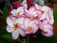 FRANGIPANIER parfum exquis lot