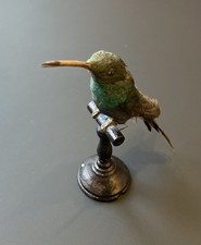 Colibri Taxidermie - Circa 1850- Hummingbird Taxidermy