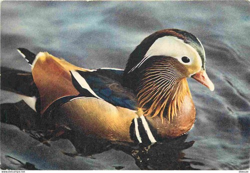 Carte postale animaux - postale,