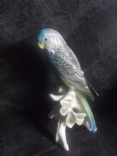 Oiseau Perroquet perruche  en