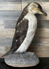 RARE taxidermie cabinet de