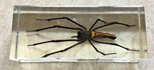 Résine inclusion araignée