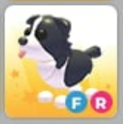Border collie nfr adopt - collie,