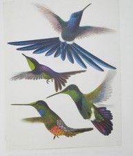 OISEAUX DE PARADIS ET COLIBRIS - ERNEST KUPPER & WALTER LINSENMAIER - 1958