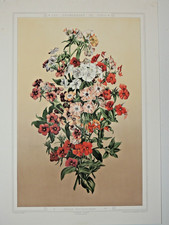 Plante Fleurs Belle gravure