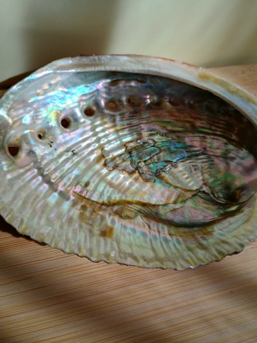 Coquille ormeau - coquille, d'ormeau