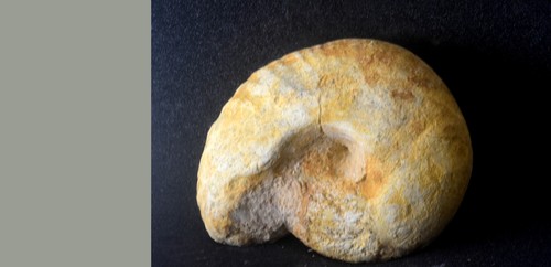 Ammonite macrocephalites - ammonite, cf