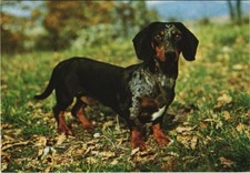 Old postcard AK Dachshund DOG (1178483)