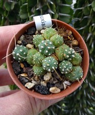 CUMULOPUNTIA FUAUXIANA cactus copiapoa kakteen tephrocactus eriosyce cacti 1
