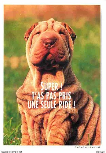 Carte postale animaux - animaux,