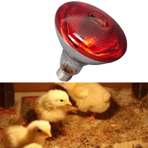Lampe chauffante couveuse - lampe,