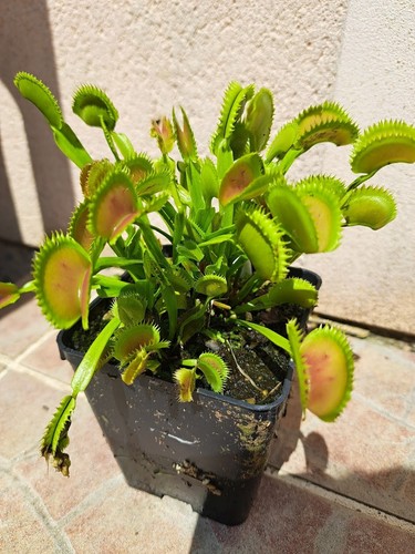 Plante carnivore dionaea - plante,