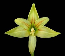 Hippeastrum evansiae/