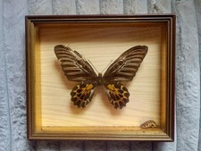 CADRE 3 D PAPILLON NATURALISÉ