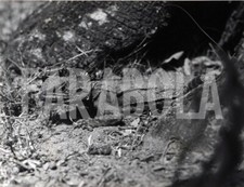 Photo de presse vintage