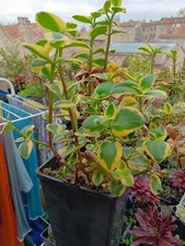 Cactus, plantes grasses :crassula sarmentosa variegata, jeune plant 8/15 cm
