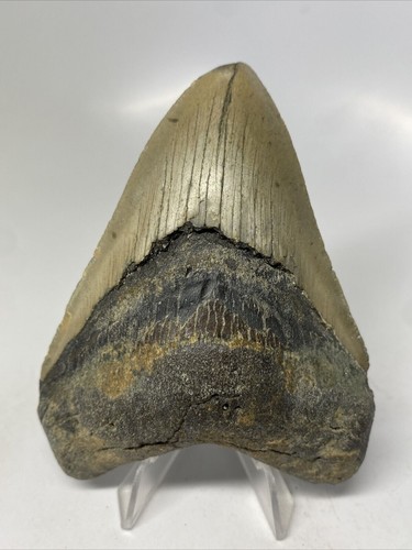 Inch real megalodon - megalodon, shark