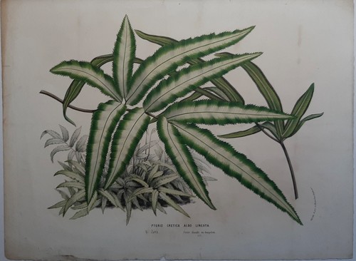 Plante pteris cretica albo - plante,