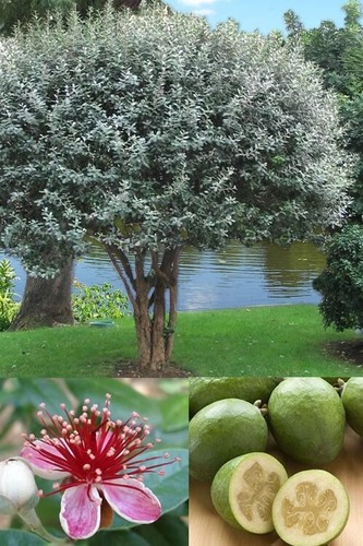 Boutures feijoa sellowiana - 6,