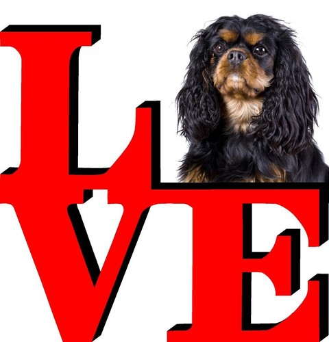 Cavalier king charles spaniel - cavalier,