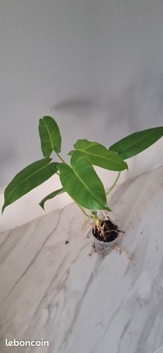 Philodendron burle marx - philodendron,